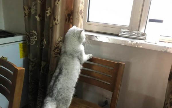 貓能吃牛肉干嗎？