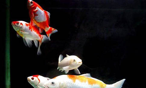 怎樣才能最快的用自來水養魚?