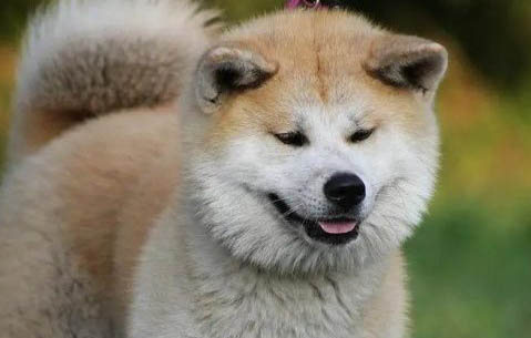 為什么狗狗換牙會出血呢怎么回事