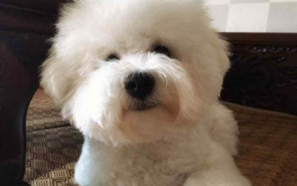 狗狗不可以吃的東西有哪些