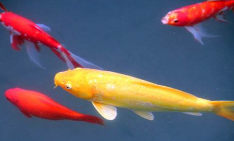 長嘴鱷觀賞魚好養嗎