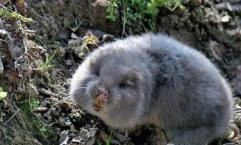 竹鼠養殖技術