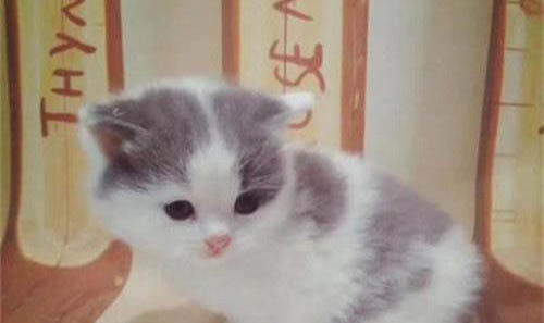 撿了一只小奶貓喂它吃什么好？
