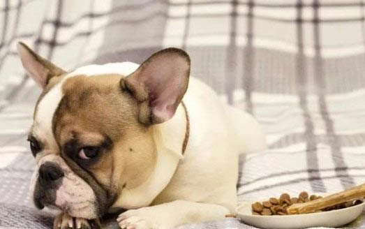 怎么才能知道狗狗是否懷孕