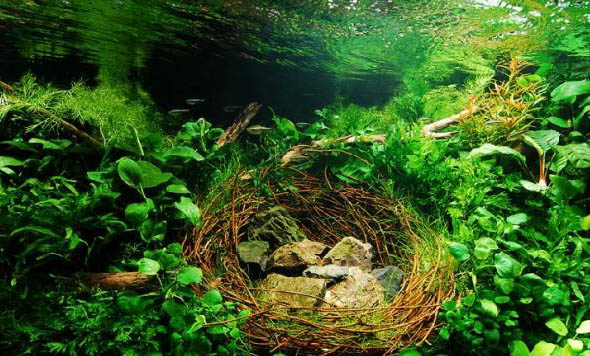 泥鰍會咬金魚嗎