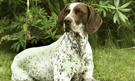 犬瘟拉稀便血怎么辦