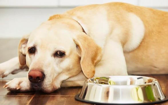 狗狗拉稀禁食禁水嗎？