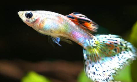 孔雀魚爛尾傳染嗎?