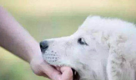 怎么判斷狗有沒有狂犬病毒攜帶