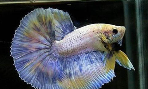 觀(guān)賞魚(yú)多久喂一次食好
