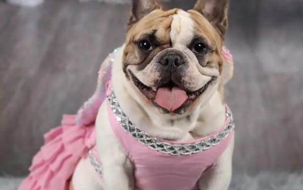 法斗和斗牛犬的區(qū)別