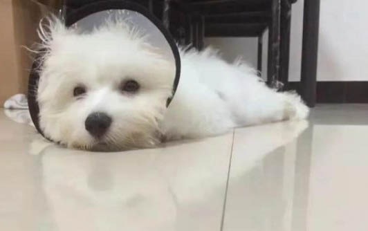 小狗咳嗽吃什么藥好
