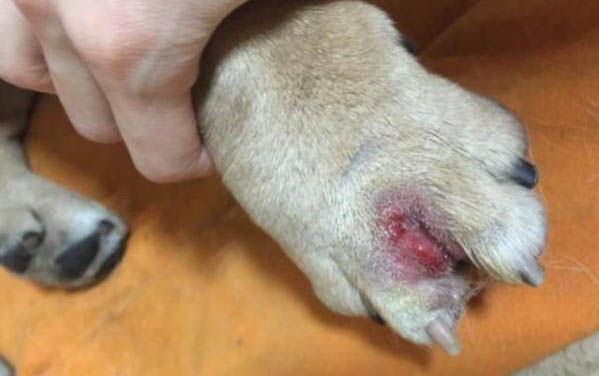 狗狗為什么得了細小病毒呢
