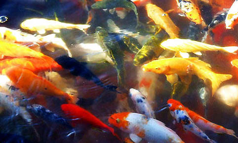 亞甲基藍可以直接放魚缸里嗎