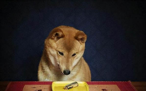 狗狗耳朵上是真菌還是螨蟲