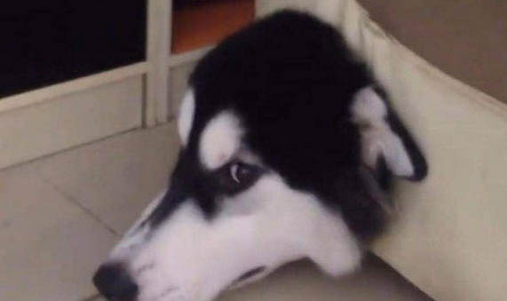 哈士奇大便帶血是什么情況
