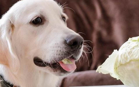 狗狗體內驅蟲多久一次?