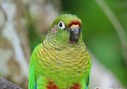 籠養玄鳳鸚鵡怎么親人
