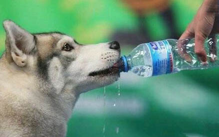 狗狗真菌皮膚病會自愈嗎