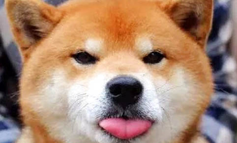 黑柴犬和赤柴犬哪個貴