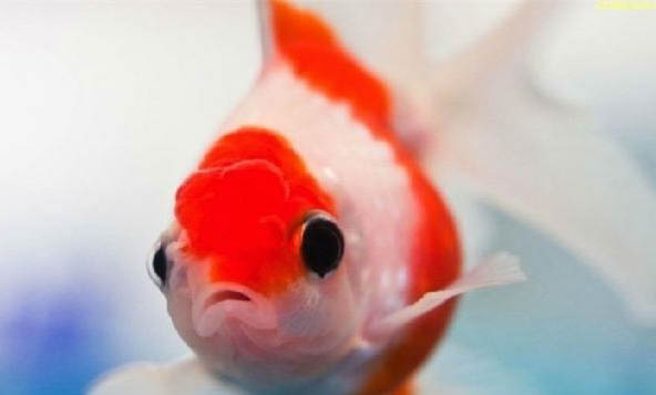 金魚缺氧怎么辦?