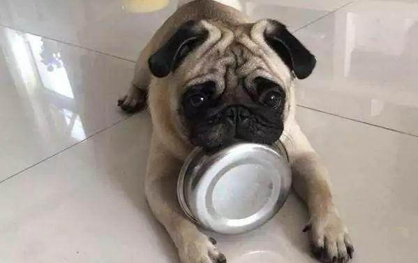 狗狗掉毛非常嚴重怎么辦啊