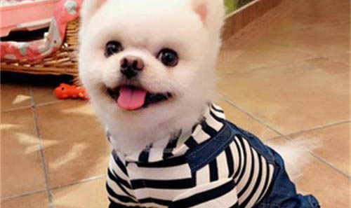 博美脾氣差怎么訓