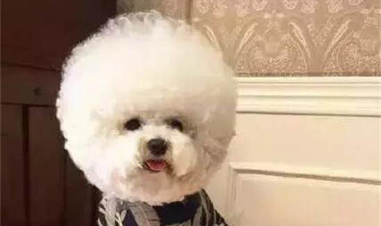 狗狗一直叫一大聲像哭泣什么原因