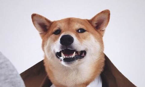 成年柴犬用多大籠子