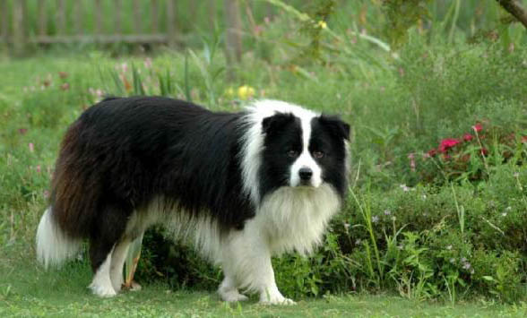 邊境牧羊犬如何養
