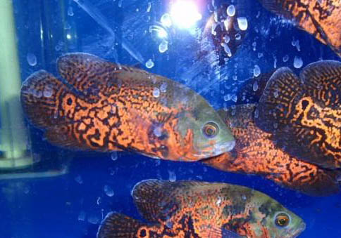 地圖魚水霉病患病原因是什么