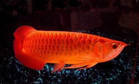 小火龍魚(yú)會(huì)咬人嗎