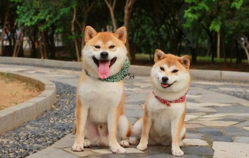 狗狗的耳癢螨病的防治