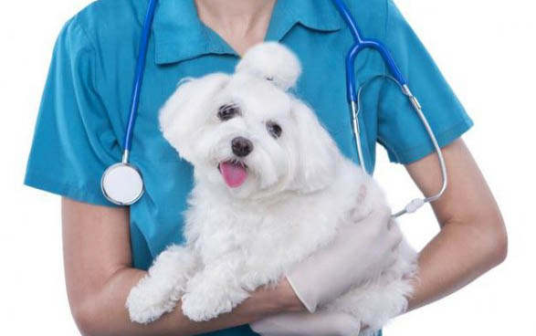 幼犬感冒的癥狀都有哪些