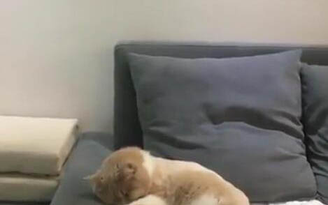 小貓咪突然一直打噴嚏是怎么回事
