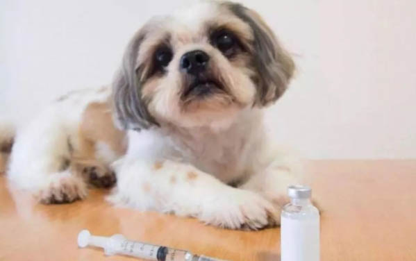 狗狗食欲不振的原因有哪些