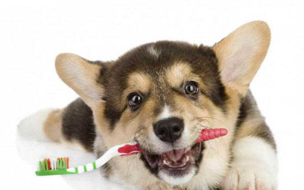 犬瘟熱多久度過危險期