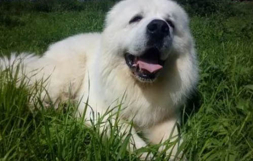 大白熊犬可以長多大