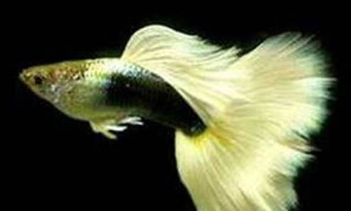 為什么魚肚子會鼓起來