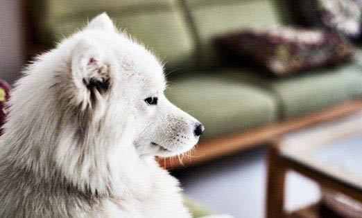 狗吃骨頭卡喉嚨的表現是什么