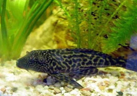 清道夫還可以和什么魚一起養