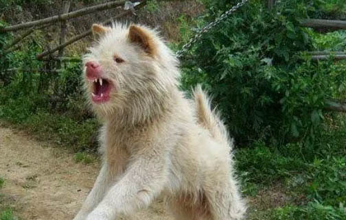 下司獵犬幾歲打獵厲害