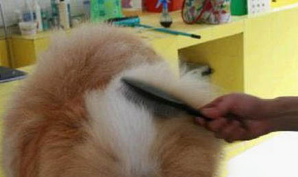 怎么判斷松獅犬是不是難產