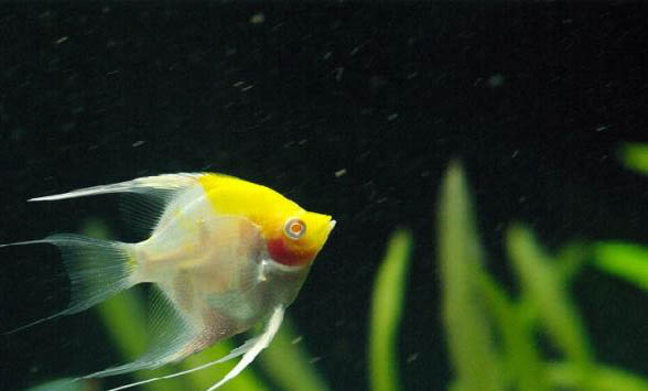 12種最適合懶人養(yǎng)的魚
