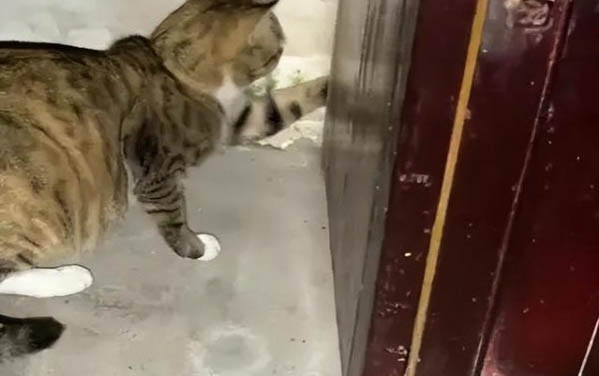貓咪吐黃水是什么原因