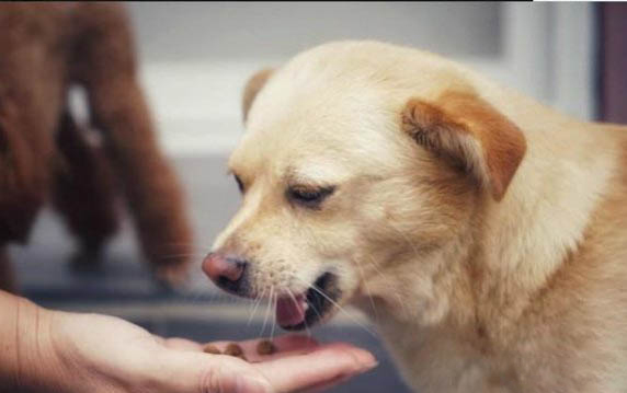 狗狗多久斷奶