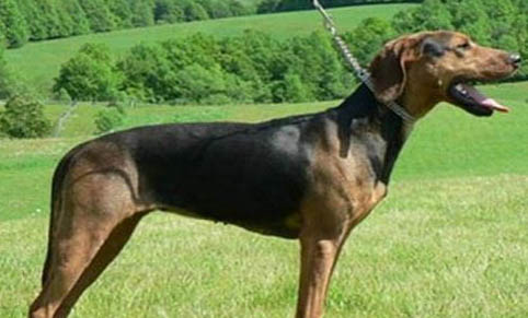 田野小獵犬的體溫