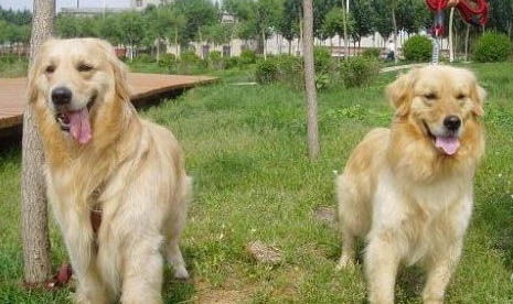 金毛犬與拉布拉多犬的區(qū)別