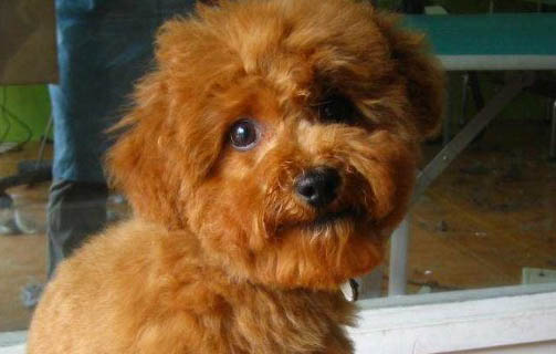 犬毒瘟靈隔多久打一針