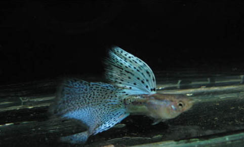 孔雀魚的繁殖前兆有哪些